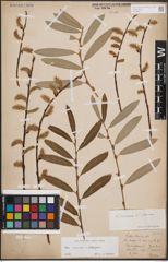Foto von Salix cinerea L. x Salix eleagnos Scop.